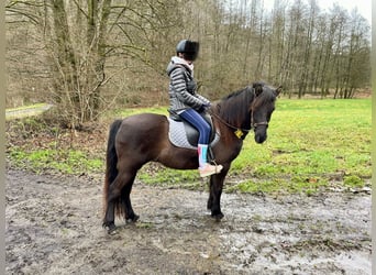 Aegidienberger, Mare, 6 years, 14 hh, Bay-Dark