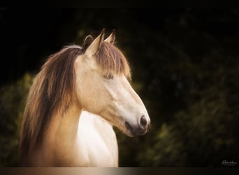 Aegidienberger, Mare, 9 years, 13,3 hh
