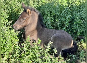 Aegidienberger, Mare, Foal (01/2026), 14.1 hh, Black