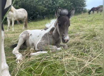 Aegidienberger, Mare, Foal (06/2024), 14.1 hh, Pinto