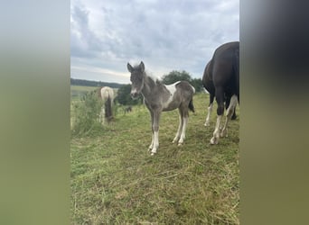 Aegidienberger, Mare, Foal (06/2024), 14.1 hh, Pinto