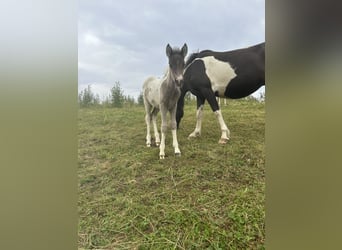 Aegidienberger, Mare, Foal (06/2024), 14,1 hh, Pinto