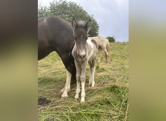 Aegidienberger, Mare, Foal (06/2024), 14.1 hh, Pinto