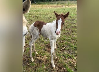 Aegidienberger, Mare, Foal (06/2024), 14,1 hh, Pinto