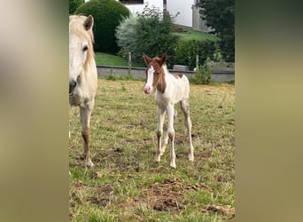 Aegidienberger, Mare, Foal (06/2024), 14.1 hh, Pinto