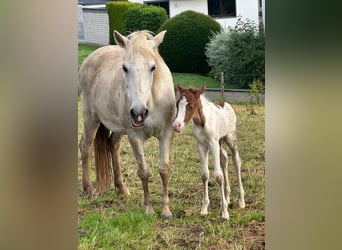 Aegidienberger, Mare, Foal (06/2024), 14,1 hh, Pinto