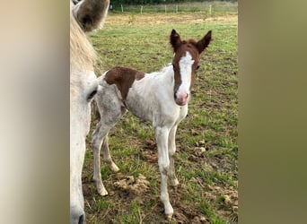 Aegidienberger, Mare, Foal (06/2024), 14,1 hh, Pinto