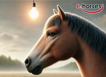 Aegidienberger, Merrie, 13 Jaar, 186 cm, Palomino