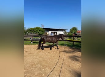 Aegidienberger, Merrie, 5 Jaar, 144 cm, Donkerbruin