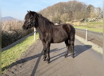 Aegidienberger, Merrie, 6 Jaar, 144 cm, Zwart