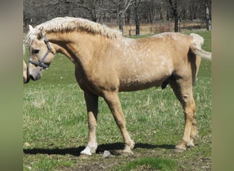 Aegidienberger Mix, Ogier, Źrebak (06/2023), 155 cm, Cremello