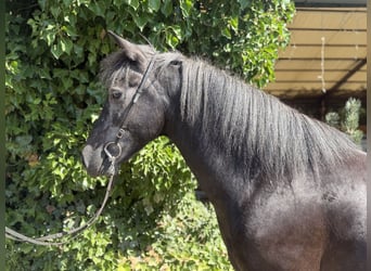 Aegidienberger, Ruin, 5 Jaar, 142 cm, Zwartschimmel