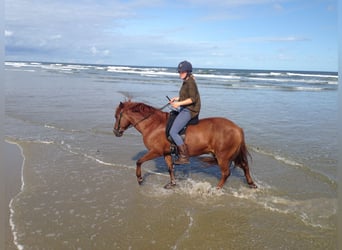 Aegidienberger, Stallion, 17 years, 14.1 hh, Chestnut-Red