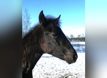 Aegidienberger, Stallion, 1 year, Black