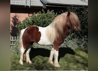 Aegidienberger, Stallion, 2 years, Tobiano-all-colors