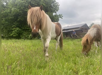 Aegidienberger, Stallion, 2 years, Tobiano-all-colors