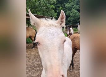 Aegidienberger Mix, Stallone, Puledri
 (06/2023), 155 cm, Cremello