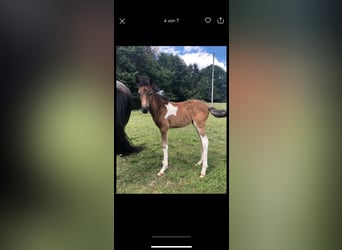 Aegidienberger, Sto, 1 år, 145 cm, Pinto