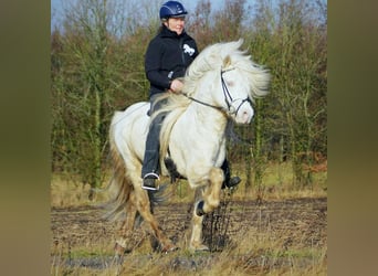 Aegidienberger, Sto, 9 år, 148 cm, Gulbrun