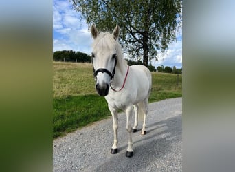 Aegidienberger, Stute, 13 Jahre, 142 cm, Schimmel