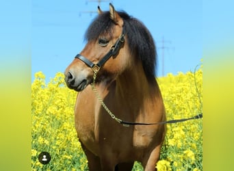 Aegidienberger Mix, Stute, 20 Jahre, 131 cm, Falbe