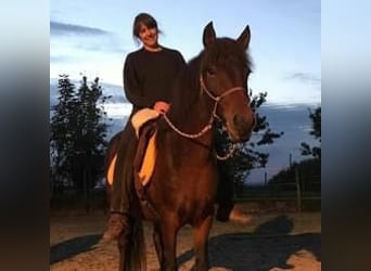 Aegidienberger, Stute, 21 Jahre, 149 cm