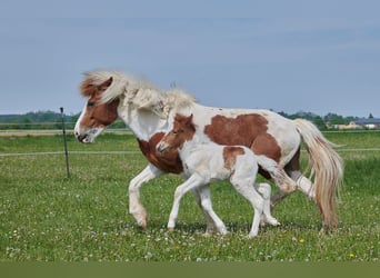 Aegidienberger, Stute, 6 Jahre, Schecke