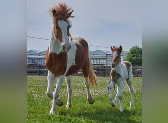 Aegidienberger, Stute, 6 Jahre, Schecke