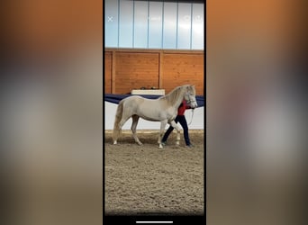 Aegidienberger, Valack, 4 år, 150 cm, Cremello