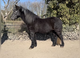 Aegidienberger, Wałach, 5 lat, 142 cm, Karosiwa