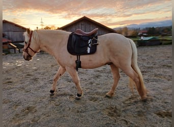 Aegidienberger, Wałach, 7 lat, 148 cm, Izabelowata