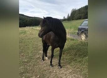 Aegidienberger, Wałach, 10 lat, 145 cm, Kara