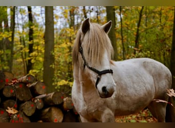 Aegidienberger, Wallach, 12 Jahre, 150 cm, Apfelschimmel