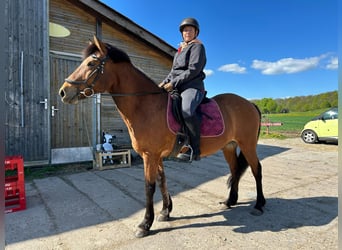 Aegidienberger, Wallach, 15 Jahre, 145 cm, Brauner