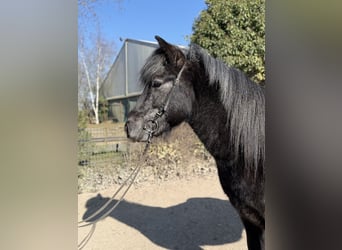 Aegidienberger, Wallach, 5 Jahre, 142 cm, Rappschimmel