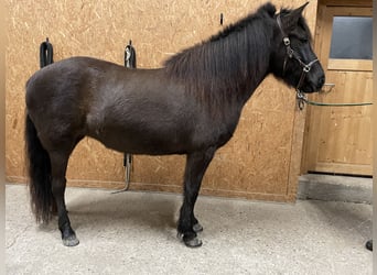 Aegidienberger, Yegua, 6 años, 144 cm, Castaño oscuro