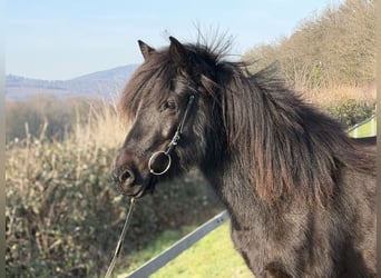 Aegidienberger, Yegua, 6 años, 144 cm, Negro