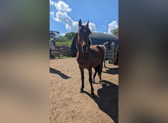 Ägyptischer Araber, Hengst, 12 Jahre, 144 cm, Brauner
