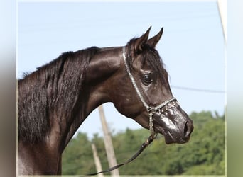 Ägyptischer Araber, Hengst, 12 Jahre, 157 cm, Rappe