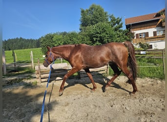 Ägyptischer Araber, Hengst, 13 Jahre, 147 cm, Fuchs