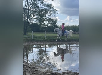 Ägyptischer Araber, Hengst, 14 Jahre, Schimmel