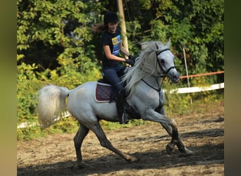 Ägyptischer Araber, Hengst, 14 Jahre, Schimmel