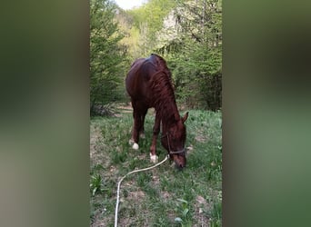 Ägyptischer Araber, Hengst, 16 Jahre, 152 cm, Fuchs