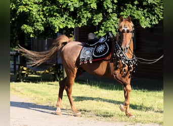 Ägyptischer Araber, Hengst, 18 Jahre, 154 cm, Fuchs