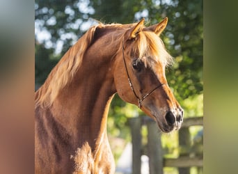 Ägyptischer Araber, Hengst, 18 Jahre, 154 cm, Fuchs