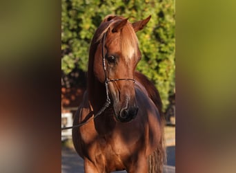 Ägyptischer Araber, Hengst, 18 Jahre, 154 cm, Roan-Red