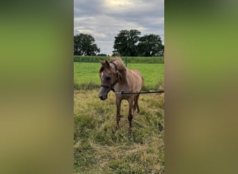 Ägyptischer Araber, Hengst, 1 Jahr, 140 cm