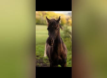 Ägyptischer Araber, Hengst, 1 Jahr, 150 cm, Rappe