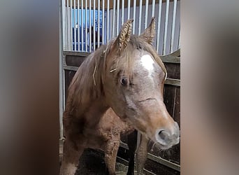 Ägyptischer Araber, Hengst, 1 Jahr, 150 cm, Schimmel