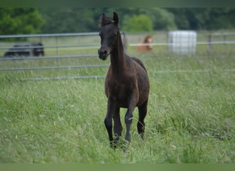 Ägyptischer Araber, Hengst, 1 Jahr, 151 cm, Rappe